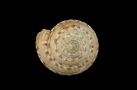 藏品(夸氏車輪螺)的圖片